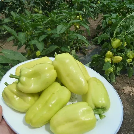 Ivan-experience Elite * Ljubuški