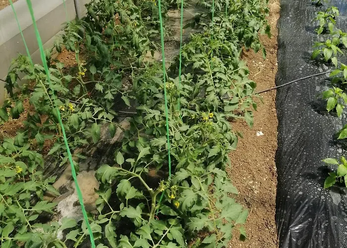 Ivan-experience Elite *